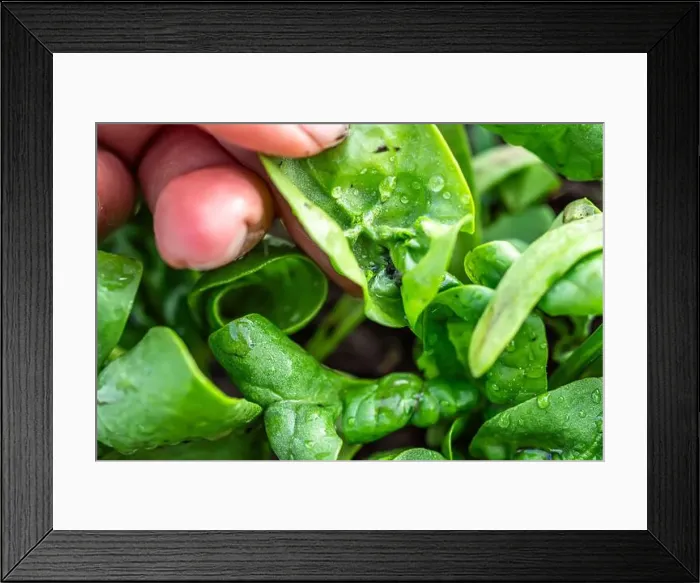 Framed Print : A farmer's hand unfolding a twisted leaf of aphid-infested spinach Framed Print : A farmer's hand unfolding a twisted leaf of aphid-infested spinach