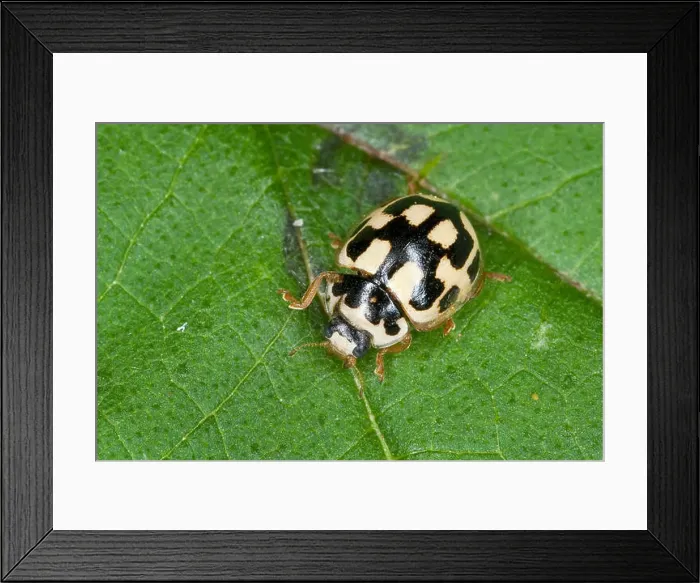 Framed Print : Propylea 14-punctata, Fourteen-Spot Ladybird Beetle (Propylea quatuordecimpunctata), sitting on a leaf, Germany Framed Print : Propylea 14-punctata, Fourteen-Spot Ladybird Beetle (Propylea quatuordecimpunctata), sitting on a leaf, Germany