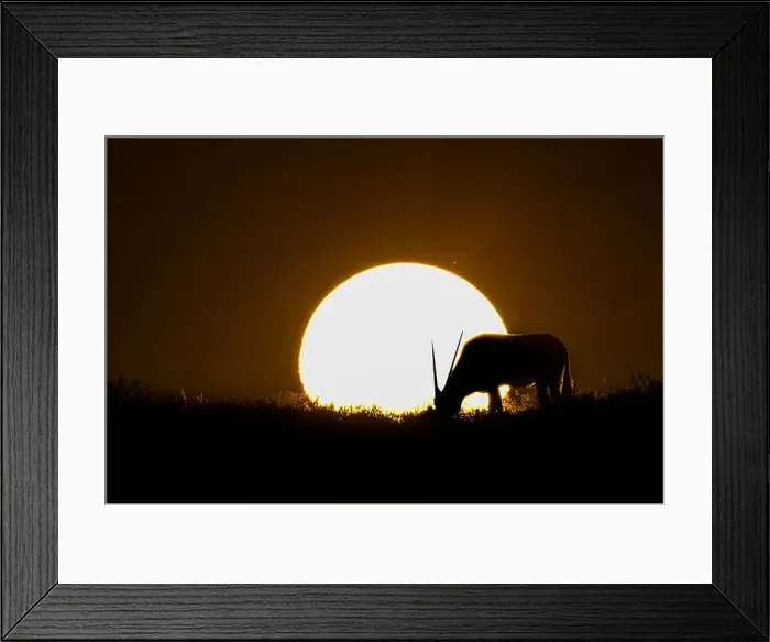 Framed Print : Silhouette of male gemsbok or oryx (Oryx gazella) grazing at sunset, Sossusvlei, Namibia, Africa Framed Print : Silhouette of male gemsbok or oryx (Oryx gazella) grazing at sunset, Sossusvlei, Namibia, Africa