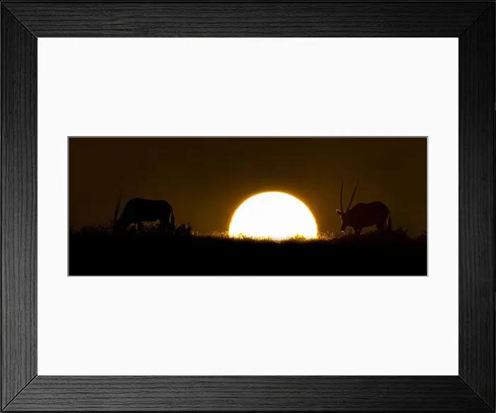 Framed Print : Silhouette of two Gemsboks (Oryx) in sunset, Kgalagadi Transfrontier Park, Namibia Framed Print : Silhouette of two Gemsboks (Oryx) in sunset, Kgalagadi Transfrontier Park, Namibia