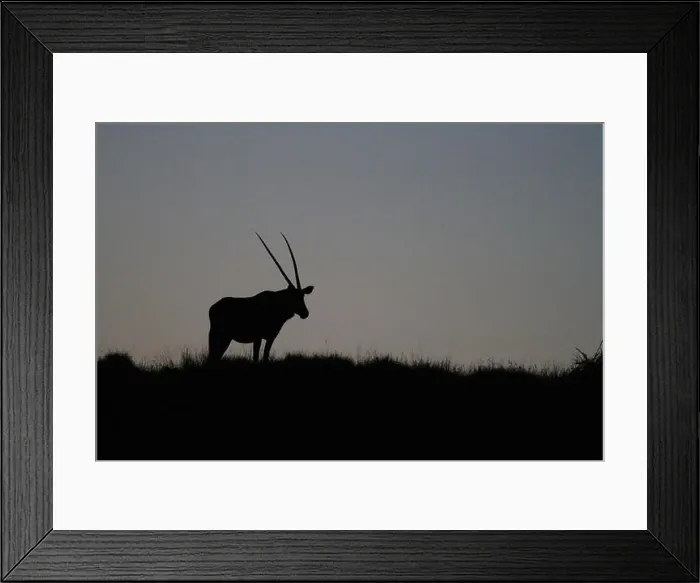 Framed Print : Oryx at Sunset, Namibia Framed Print : Oryx at Sunset, Namibia