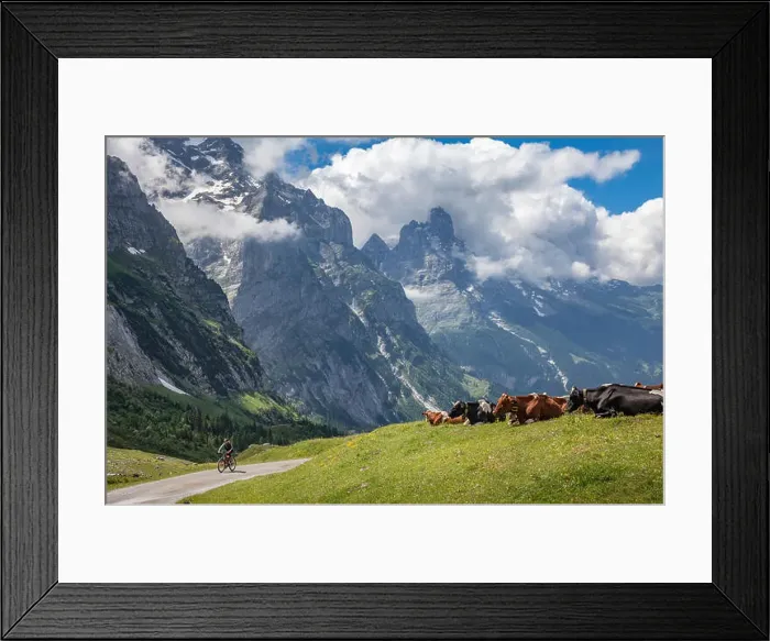Framed Print : cattle herd in the grasslands high above Grindelwald with Eiger North face in the background Framed Print : cattle herd in the grasslands high above Grindelwald with Eiger North face in the background