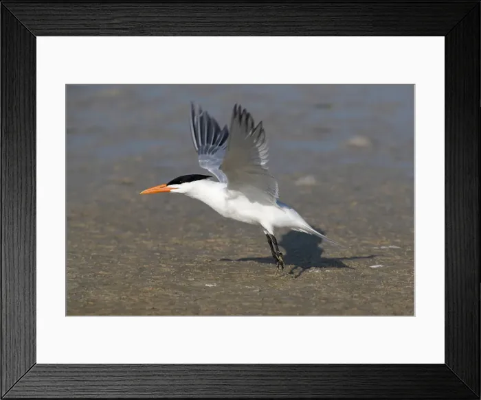 Framed Print : Royal tern (Sterna maxima) taking off from beach at Fort de Soto Framed Print : Royal tern (Sterna maxima) taking off from beach at Fort de Soto