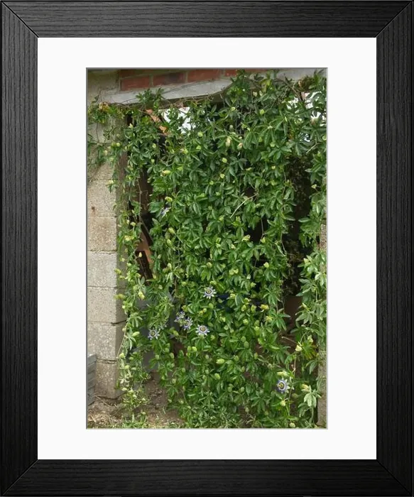 Framed Print : Passion flower (Passiflora caerulea) Framed Print : Passion flower (Passiflora caerulea)