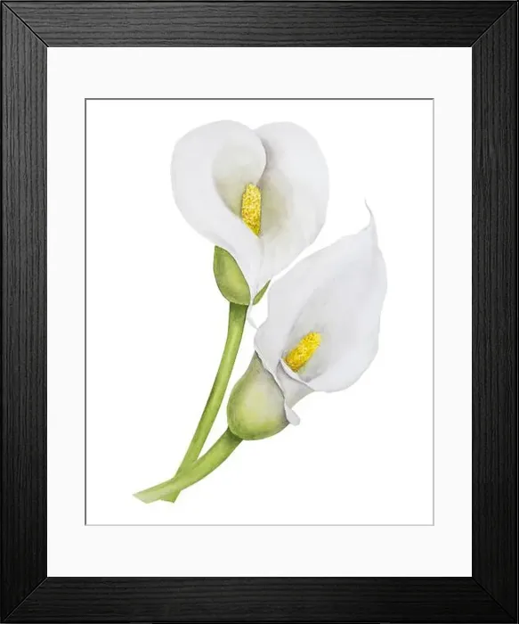 Framed Print : Watercolor clipart of white calla lily flowers Framed Print : Watercolor clipart of white calla lily flowers