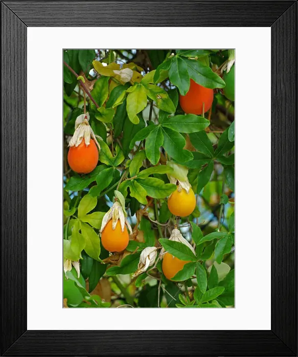 Framed Print : fruits of Passiflora caerulea, the Blue passionflower, from the family Passifloraceae Framed Print : fruits of Passiflora caerulea, the Blue passionflower, from the family Passifloraceae