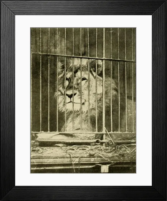 Framed Print : Animal Life and the World of Nature (1902) is a natural history magazine that covers a broad range of animal species Framed Print : Animal Life and the World of Nature (1902) is a natural history magazine that covers a broad range of animal species