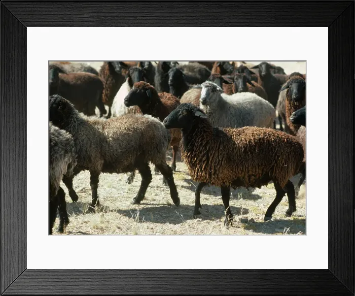 Framed Print : KARAKUL SHEEP flock originated in Turkistan, USSR and bred for lambs wool Framed Print : KARAKUL SHEEP flock originated in Turkistan, USSR and bred for lambs wool