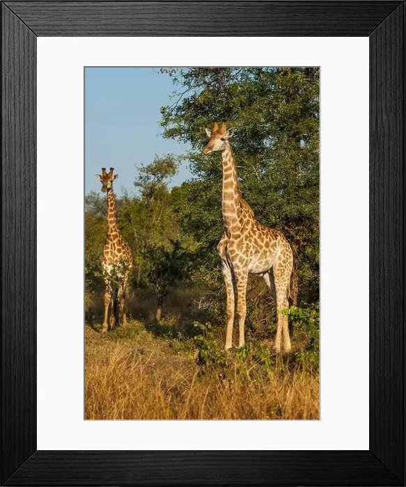 Framed Print : Jiraffa, Giraffa camelopardalis, in African Savannah environment, Kruger National Park, South Africa Framed Print : Jiraffa, Giraffa camelopardalis, in African Savannah environment, Kruger National Park, South Africa