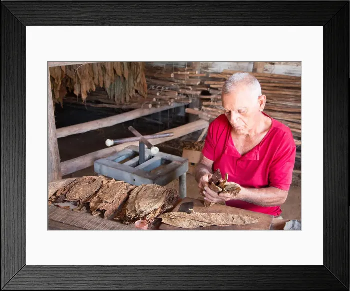 Framed Print : Man rolling a cigar at Robaina cigar factory in Vinales, Cuba Framed Print : Man rolling a cigar at Robaina cigar factory in Vinales, Cuba
