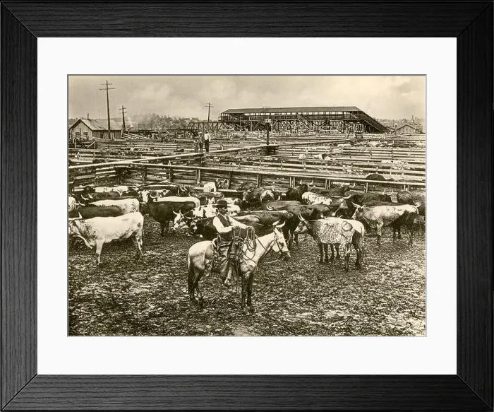 Framed Print : Cowboy herding cattle in the railroad stockyards at Kansas City Missouri 1890s. Albertype reproduction of a photograph Framed Print : Cowboy herding cattle in the railroad stockyards at Kansas City Missouri 1890s. Albertype reproduction of a photograph