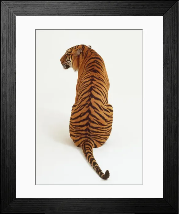 Framed Print : Sitting Tiger (Panthera tigris) looking sideways, rear view Framed Print : Sitting Tiger (Panthera tigris) looking sideways, rear view