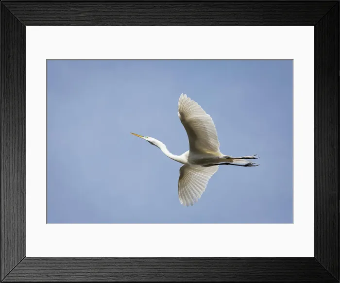Framed Print : Great egret (Casmerodius albus) in breeding plumage in flight Framed Print : Great egret (Casmerodius albus) in breeding plumage in flight