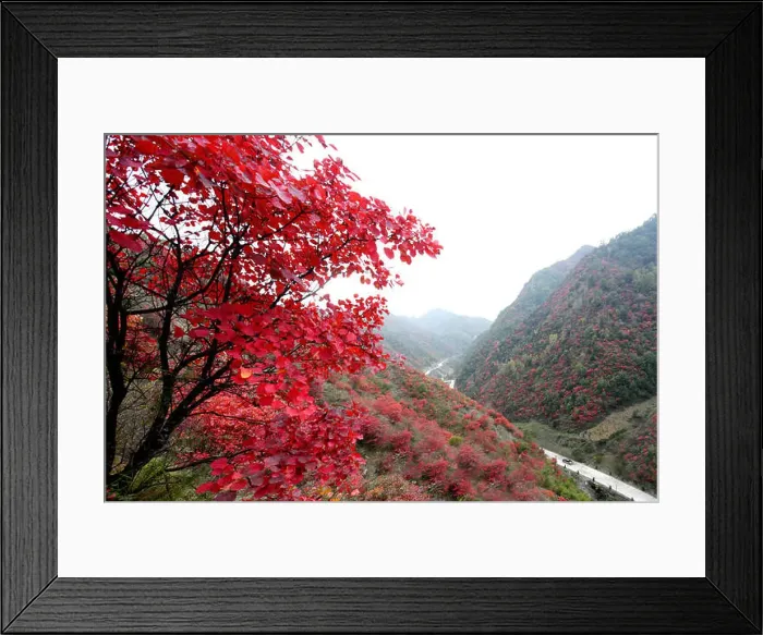 Framed Print : Autumn in Lushi County of Henan Province, China Framed Print : Autumn in Lushi County of Henan Province, China