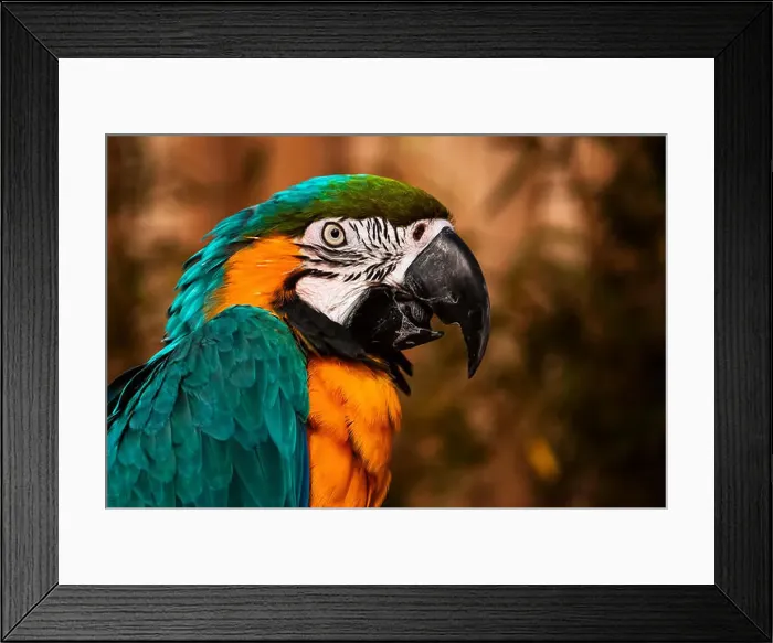 Framed Print : Blue green orange macaw talking parrot portrait closeup Framed Print : Blue green orange macaw talking parrot portrait closeup