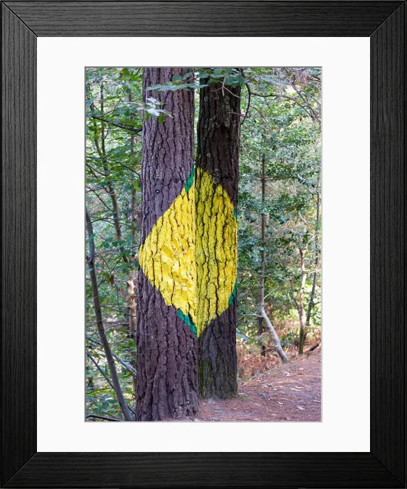 Framed Print : Painted trunks of trees in the Oma forest, by Agustin Ibarrola Framed Print : Painted trunks of trees in the Oma forest, by Agustin Ibarrola