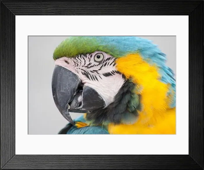 Framed Print : Macaw parrot head close-up Framed Print : Macaw parrot head close-up