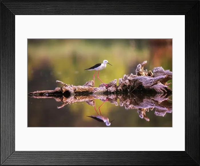 Framed Print : Portrait of Black-winged Stilt he walks on wood on the surface and has a beautiful reflection in the water Framed Print : Portrait of Black-winged Stilt he walks on wood on the surface and has a beautiful reflection in the water