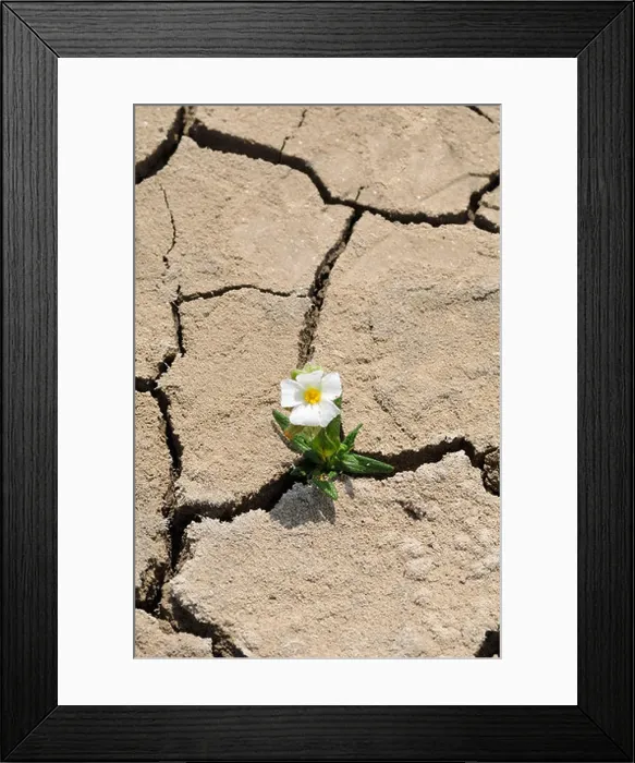 Framed Print : Flower Growing in Cracked Earth Framed Print : Flower Growing in Cracked Earth