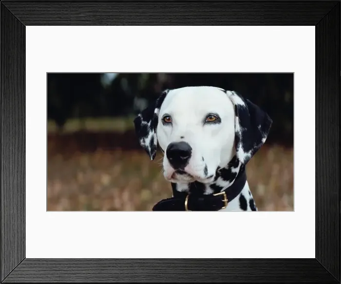 Framed Print : USA. A scene from the ©Buena Vista Pictures film : 101 Dalmatians (1996)