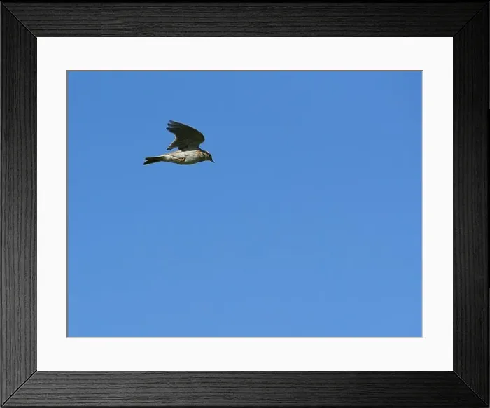 Framed Print : Skylark in mid air singing as it climbs vertically - The Lark Ascending Framed Print : Skylark in mid air singing as it climbs vertically - The Lark Ascending