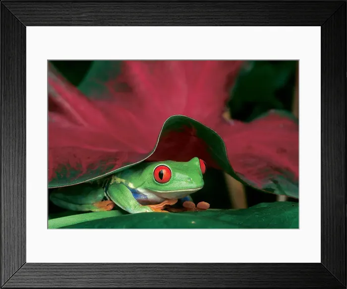 Framed Print : FL1112, Kitchin / Hurst; Frog Hiding Under Leaf Framed Print : FL1112, Kitchin / Hurst; Frog Hiding Under Leaf