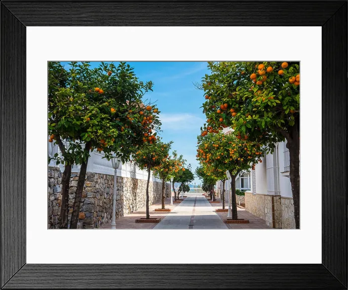 Framed Print : Modern Street lined with orange trees filled with fruit in January in Nerja on the Coast of Andalucia Spain Framed Print : Modern Street lined with orange trees filled with fruit in January in Nerja on the Coast of Andalucia Spain