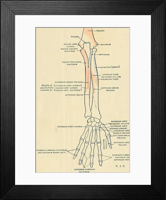 Framed Print : Anatomy, descriptive and applied Framed Print : Anatomy, descriptive and applied