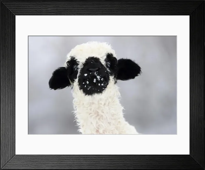 Framed Print : Valais Blacknose Sheep.Portrait of lamb (2 weeks old) in snow. Germany Framed Print : Valais Blacknose Sheep.Portrait of lamb (2 weeks old) in snow. Germany