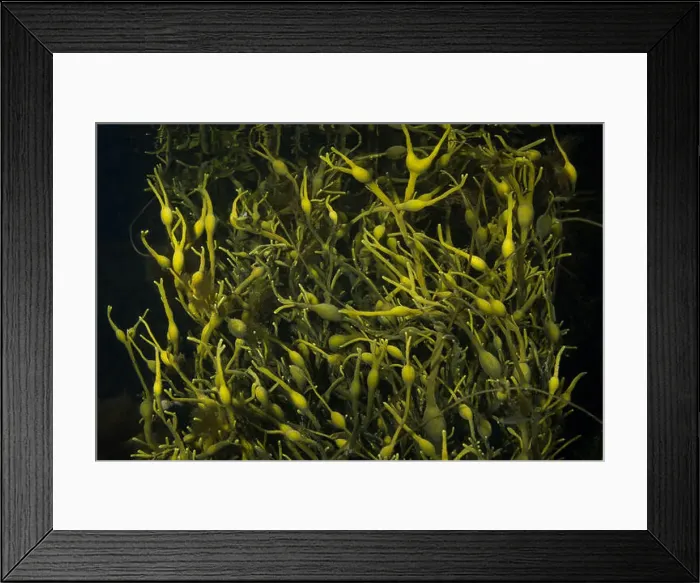 Framed Print : Brown alga Rockweed or Egg Wrack (underawter view). Norwegian Sea, Northern Atlantic region, Averoy, Norway Framed Print : Brown alga Rockweed or Egg Wrack (underawter view). Norwegian Sea, Northern Atlantic region, Averoy, Norway