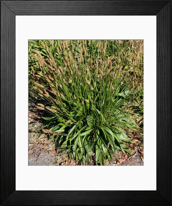 Framed Print : Herb Plantago lanceolata a species of genus Plantago known as English plantain Framed Print : Herb Plantago lanceolata a species of genus Plantago known as English plantain