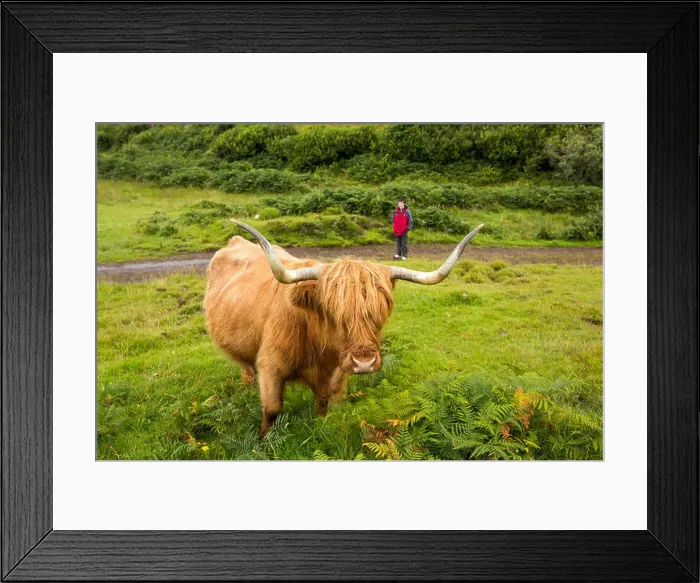 Framed Print : Highland Cattle near Tobermory, Isle of Mull, Scotland, UK Framed Print : Highland Cattle near Tobermory, Isle of Mull, Scotland, UK