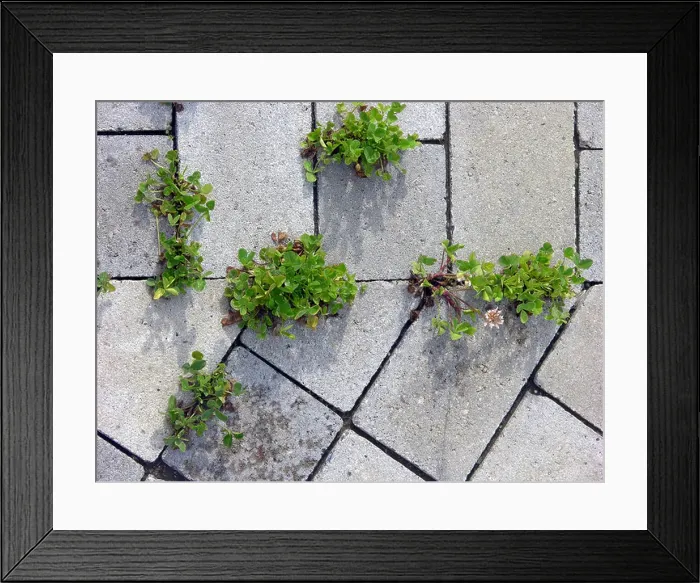 Framed Print : Clover between paving stones Framed Print : Clover between paving stones