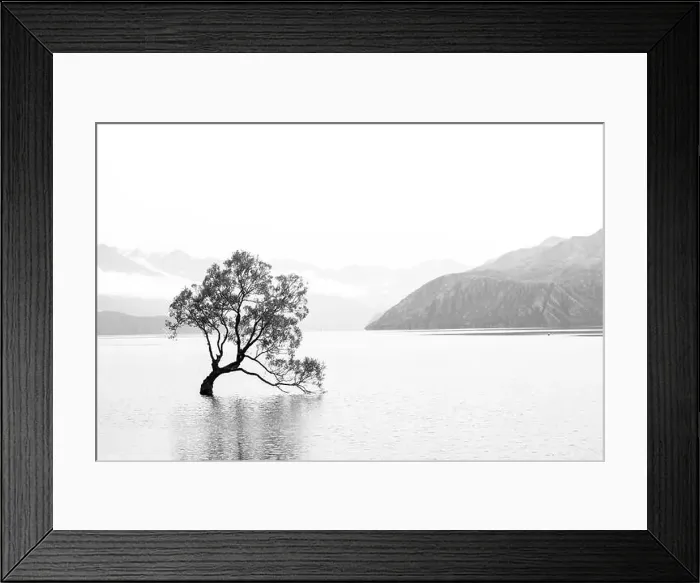 Framed Print : tree in the middle of a lake in black and white Framed Print : tree in the middle of a lake in black and white