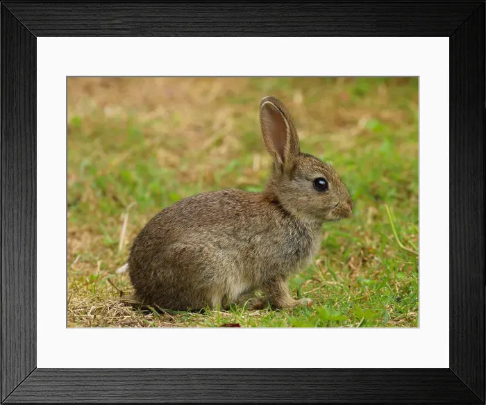 Framed Print : baby wild rabbit in a field in wales in the united kingdom uk Framed Print : baby wild rabbit in a field in wales in the united kingdom uk