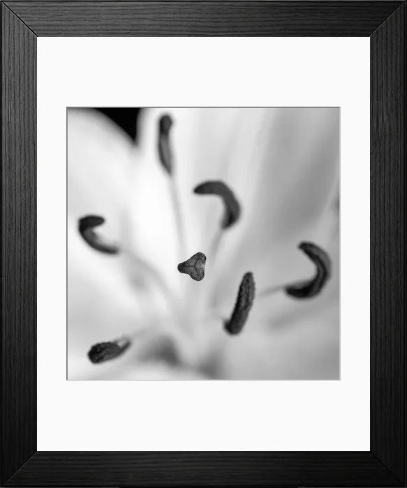 Framed Print : Florists Lily Stamen Macro in Black and White Framed Print : Florists Lily Stamen Macro in Black and White