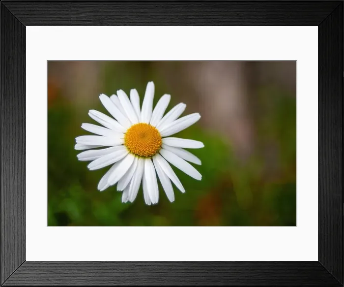 Framed Print : Single Daisy Framed Print : Single Daisy