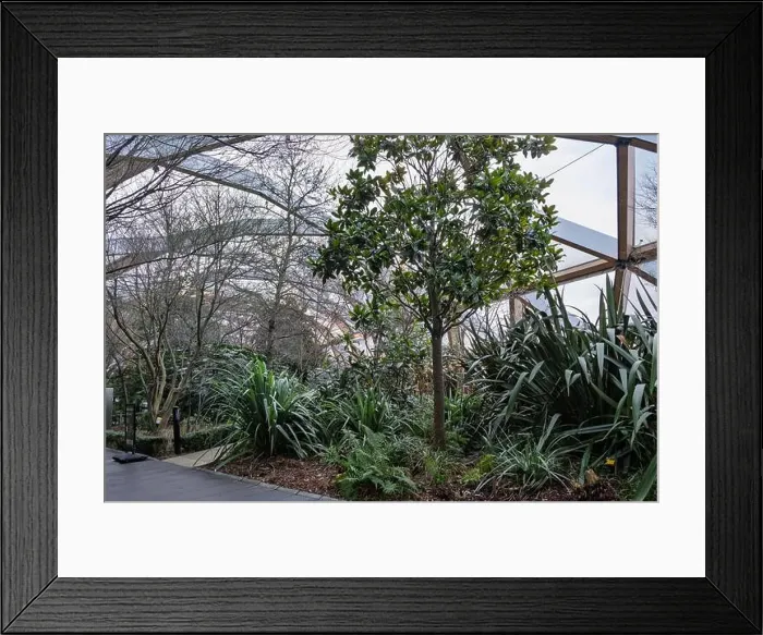 Framed Print : Lush greenery at Crossrail Place Roof Garden in Canary Wharf, London Framed Print : Lush greenery at Crossrail Place Roof Garden in Canary Wharf, London