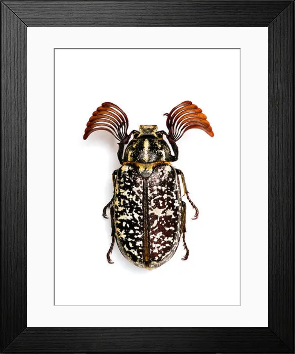 Framed Print : Polyphylla fullo male Framed Print : Polyphylla fullo male
