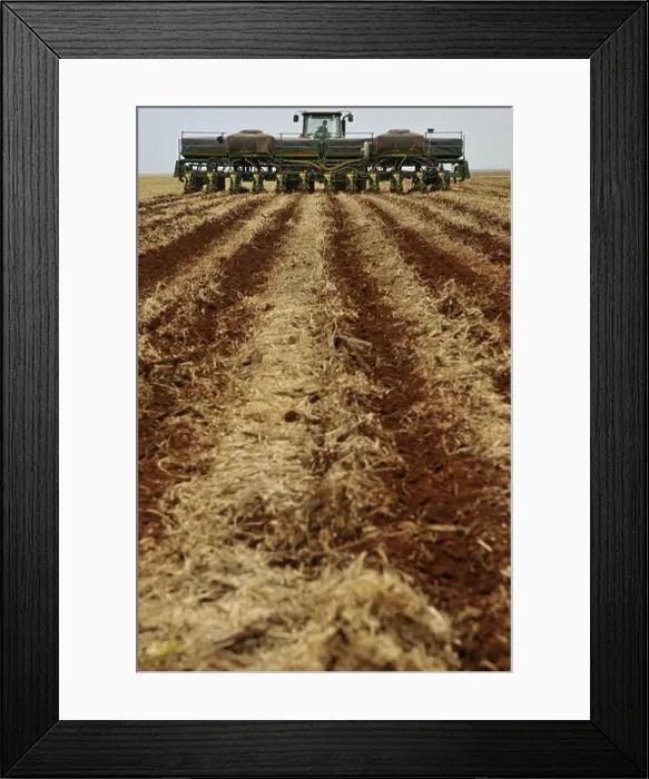 Framed Print : Tillage Corn Framed Print : Tillage Corn