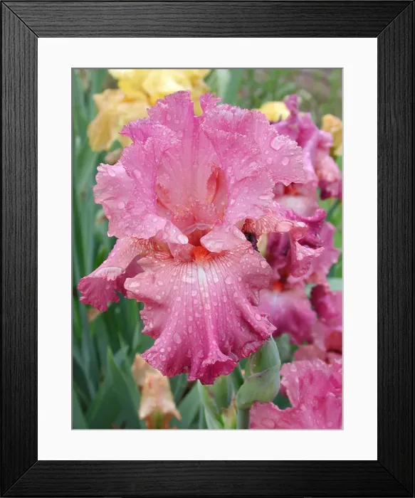 Framed Print : Pink iris flower with dew Framed Print : Pink iris flower with dew