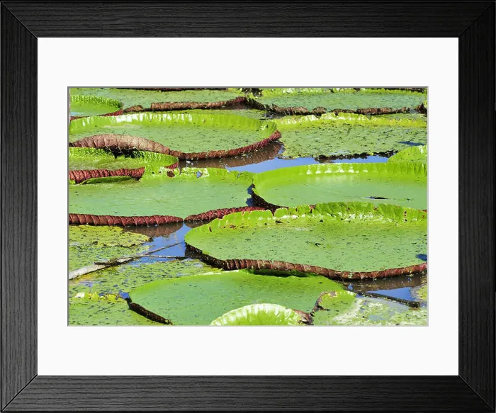 Framed Print : Pond with water lily - Victoria amazonica Framed Print : Pond with water lily - Victoria amazonica