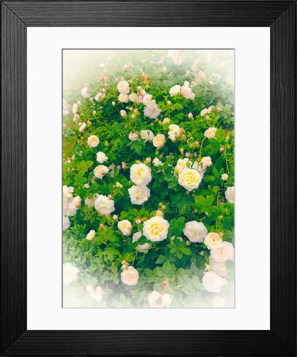 Framed Print : Image of vintage white roses bush in a romantic summer garden Framed Print : Image of vintage white roses bush in a romantic summer garden