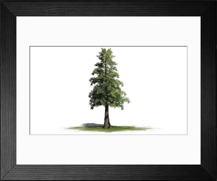Framed Print : Western Red Cedar tree - isolated on white background Framed Print : Western Red Cedar tree - isolated on white background