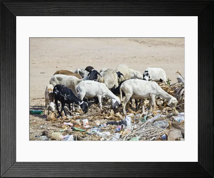 Framed Print : Goats foraging in the trash because of the absence of grass savanna during the dry Framed Print : Goats foraging in the trash because of the absence of grass savanna during the dry