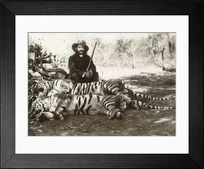 Framed Print : British man wearing hat holding gun with dead tigers, tiger hunt, tiger hunting, India, old vintage 1800s picture Framed Print : British man wearing hat holding gun with dead tigers, tiger hunt, tiger hunting, India, old vintage 1800s picture