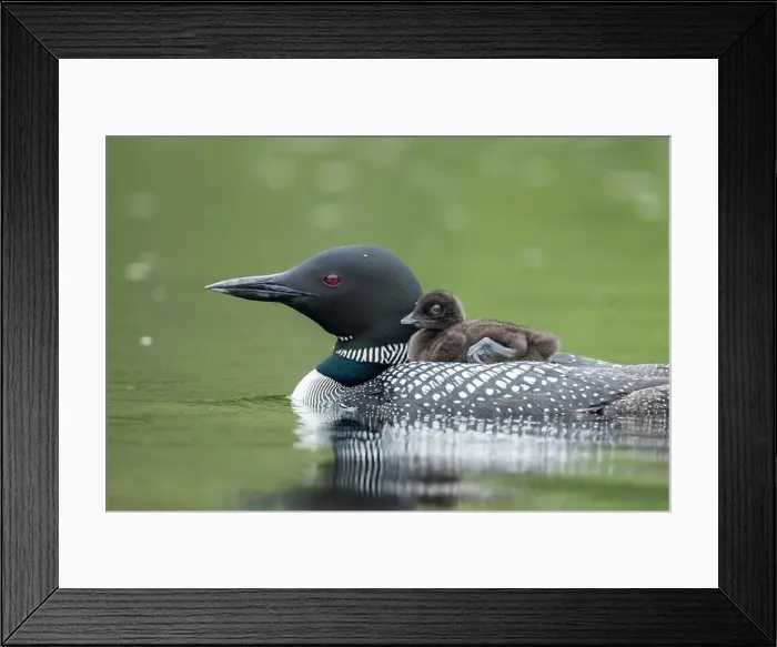 Framed Print : Adult common loon (Gavia immer) carrying his baby on his back Framed Print : Adult common loon (Gavia immer) carrying his baby on his back