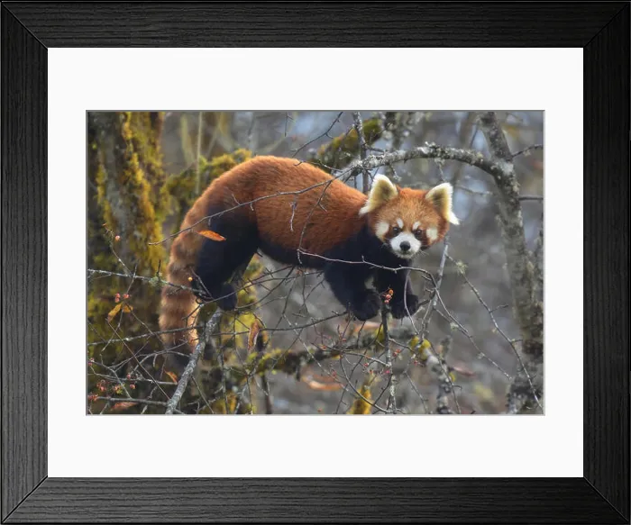 Framed Print : Red Panda (Ailurus fulgens) eating berries in a tree-top, China