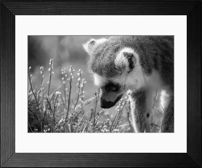 Framed Print : Ring-Tailed Lemur Framed Print : Ring-Tailed Lemur