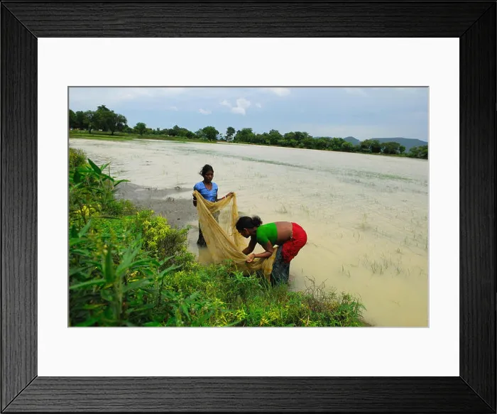Framed Print : women catching fish, Ho tribe, tribal people, Chakradharpur, West Singhbhum, Jharkhand, India, Asia